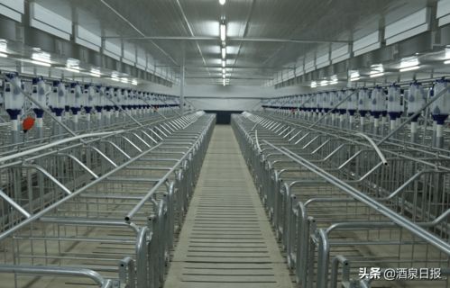 打出組合拳，酒泉市多措并舉促生豬穩(wěn)產(chǎn)保供，助力畜牧漁業(yè)飼料銷售穩(wěn)健發(fā)展